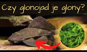 Czy glonojad je glony? Odkryj prawdę o jego diecie i nawykach