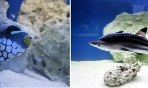 Szczecin oceanarium na Wałach Chrobrego - co warto zobaczyć?
