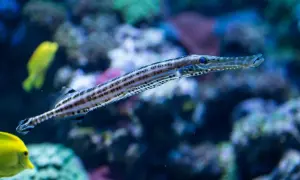 Oceanarium Sopot - Fascynujące życie morskie i atrakcje turystyczne