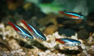 Co jedzą neonki? Odkryj zdrowe opcje karmienia dla ryb akwariowych