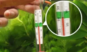 Jaka temperatura powinny mieć rybki w akwarium, aby były zdrowe?