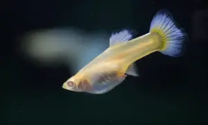 Gupiki z jakimi rybami – unikaj błędów przy doborze towarzyszy