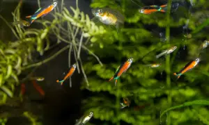 Jakie rybki z gupikami i neonkami? Unikaj błędów w akwarium