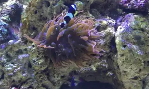 Oceanarium Zagnańsk - Fascynujące gatunki i atrakcje czekają na Ciebie