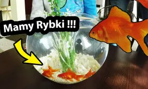 Jak zadbać o rybki w kuli - co potrzebne do ich pielęgnacji?