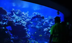 Oceanarium Majorka - Niezapomniane atrakcje i tajemnice oceanu