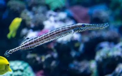 Oceanarium Sopot - Fascynujące życie morskie i atrakcje turystyczne