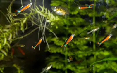 Jakie rybki z gupikami i neonkami? Unikaj błędów w akwarium