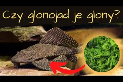 Czy glonojad je glony? Odkryj prawdę o jego diecie i nawykach