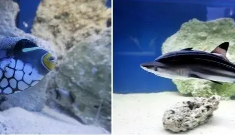Szczecin oceanarium na Wałach Chrobrego - co warto zobaczyć?