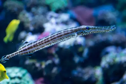 Oceanarium Sopot - Fascynujące życie morskie i atrakcje turystyczne