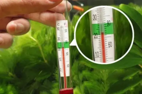 Jaka temperatura powinny mieć rybki w akwarium, aby były zdrowe?
