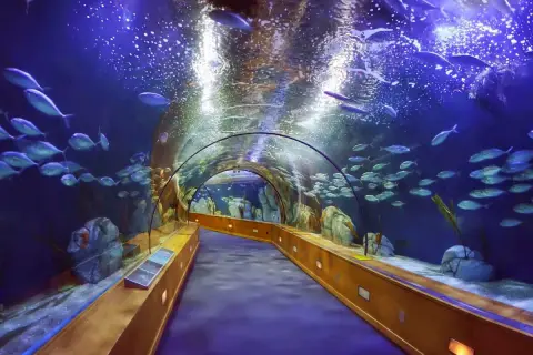 Oceanarium Walencja - co musisz wiedzieć przed wizytą?