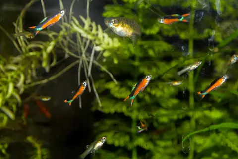 Jakie rybki z gupikami i neonkami? Unikaj błędów w akwarium