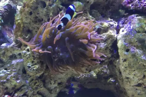 Oceanarium Zagnańsk - Fascynujące gatunki i atrakcje czekają na Ciebie