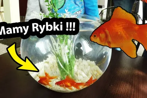 Jak zadbać o rybki w kuli - co potrzebne do ich pielęgnacji?