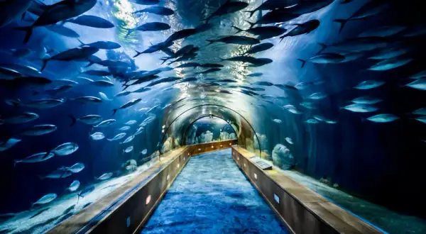 Oceanarium Poznań: Plany budowy i atrakcje, które musisz znać