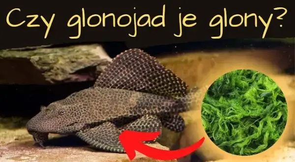 Czy glonojad je glony? Odkryj prawdę o jego diecie i nawykach