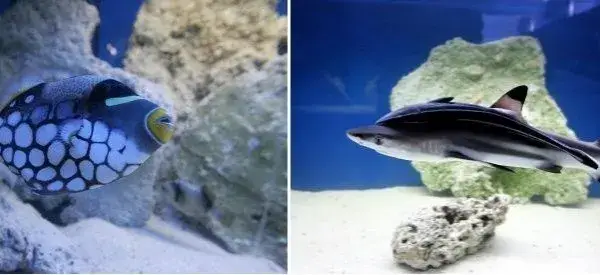 Szczecin oceanarium na Wałach Chrobrego - co warto zobaczyć?