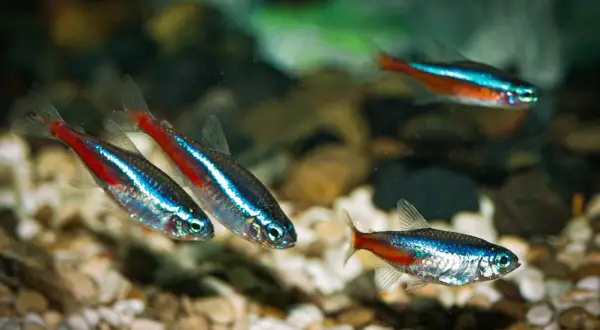 Co jedzą neonki? Odkryj zdrowe opcje karmienia dla ryb akwariowych