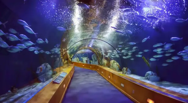 Oceanarium Walencja - co musisz wiedzieć przed wizytą?