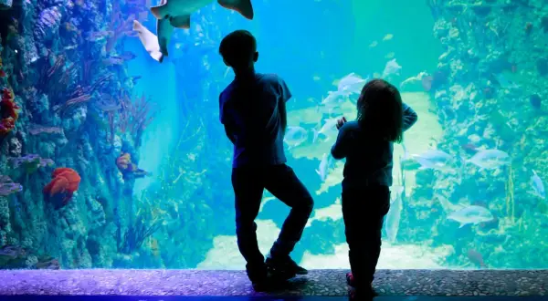 Kołobrzeg atrakcje dla dzieci: oceanarium pełne niespodzianek