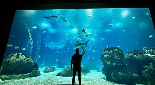 Najlepsze oceanaria w Węgrzech: co warto zobaczyć i zwiedzić