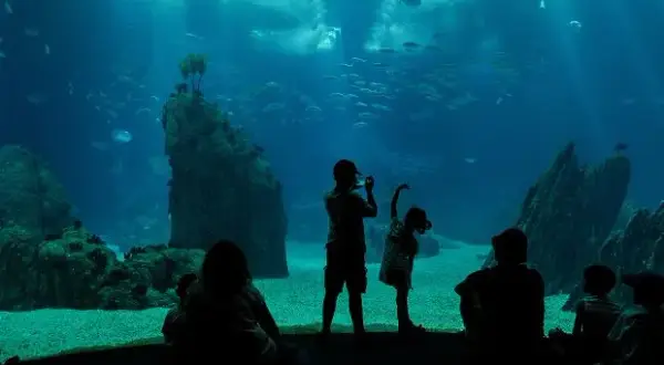 Oceanarium lubelskie - odkryj sekretne atrakcje i godziny otwarcia