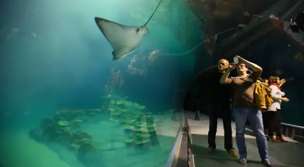 Jak kupić bilety do oceanarium w Gdyni i uniknąć kolejek