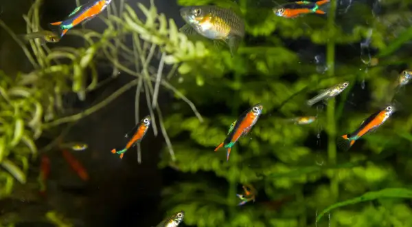 Jakie rybki z gupikami i neonkami? Unikaj błędów w akwarium