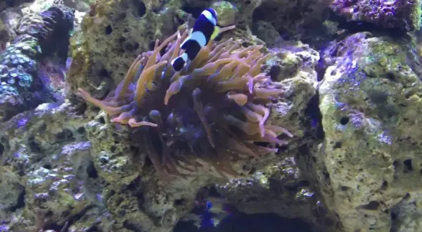 Oceanarium Zagnańsk - Fascynujące gatunki i atrakcje czekają na Ciebie