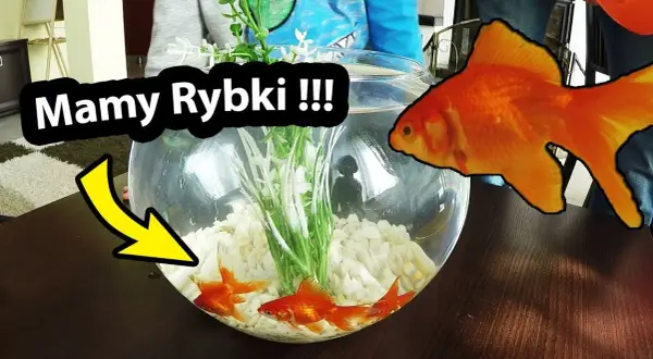 Jak zadbać o rybki w kuli - co potrzebne do ich pielęgnacji?