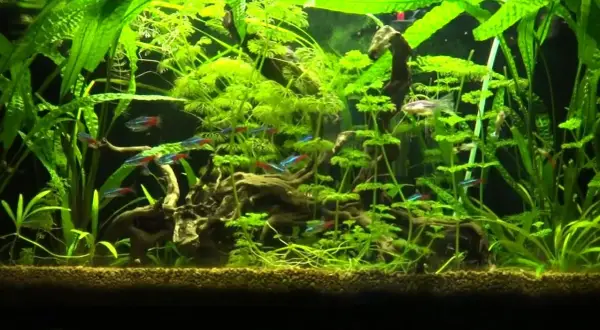Jakie podłoże do akwarium z neonkami zapewni im komfort i zdrowie