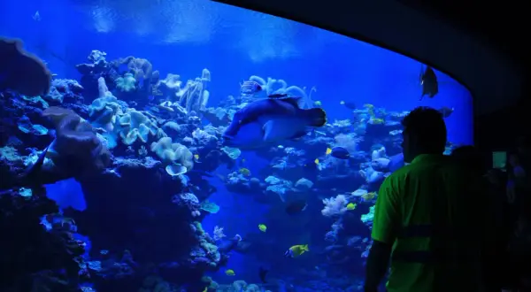Oceanarium Majorka - Niezapomniane atrakcje i tajemnice oceanu