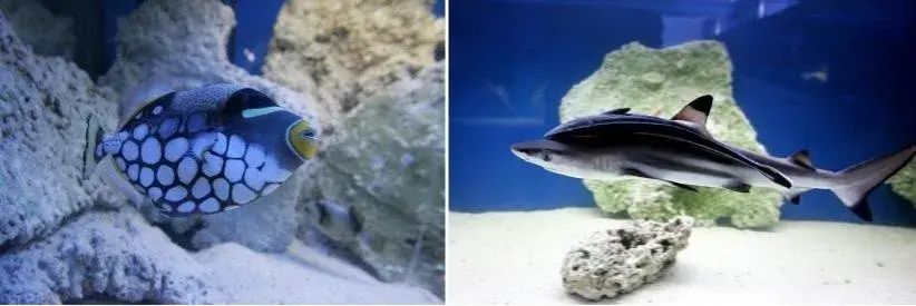 Szczecin oceanarium na Wałach Chrobrego - co warto zobaczyć?